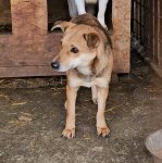 Schuechterne Huendin sucht ein geduldiges Zuhause