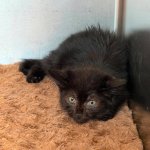 Kleine schwarze Katze sucht ein Zuhause