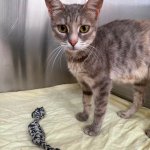 Neugieriges junges Kaetzchen sucht ein Zuhause
