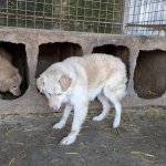 Schuechterne cremeweisse Huendin wartet seit Jahren