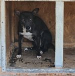 Aeltere scheue Huendin sucht ein ruhiges Zuhause