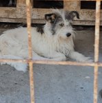 Huendin mit geschaedigtem Bein sucht eine Chance