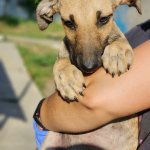 Junger Schmusehund braucht dringend einen Platz